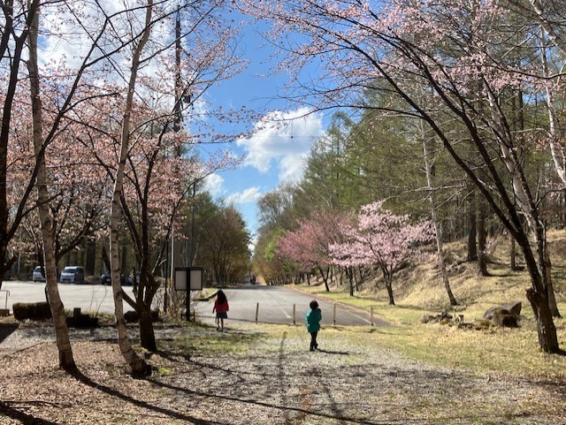 横谷峡　桜